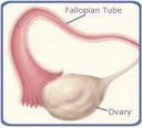 Functions of the female reproductive Fallopian tube- Ova migrate down the fallopian tube to the uterus If the ova gets fertilized