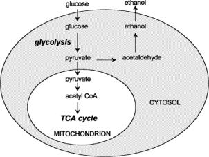 Slika 3. Shema stanice i lokacija glikolize (http://www.ebi.ac.uk/interpro/potm/2004_2/page1.htm) U reakcijama glikolize razlikujemo tri vrste kemijskih reakcija: 1.
