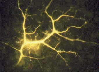 Excitable Cells Neuron (Rabbit