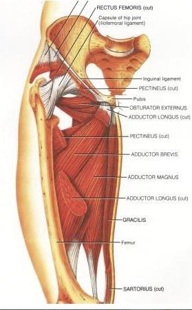 the inner thigh a fan of very large muscles some are towards the front and work with