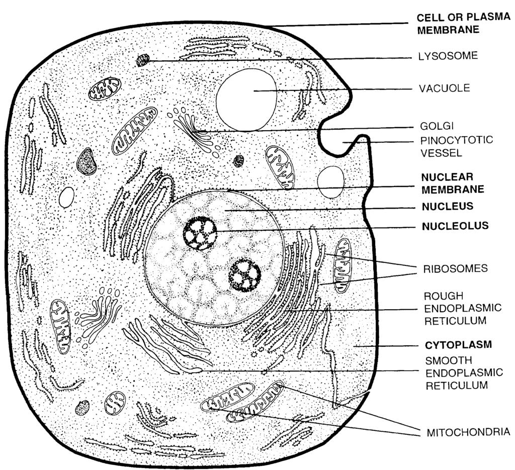 BIOLOGY 3A LABORATORY Morphology and the shape and form of biological structures For the harmony of the world is made manifest in form and number, and the heart and soul and all the poetry of Natural