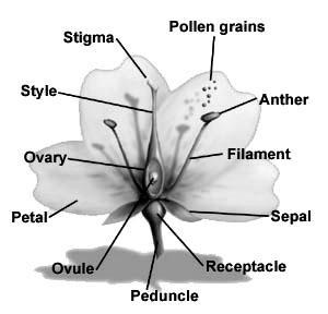 Flowers are not just there to please us. They serve to attract insects. The insects carry pollen (male gametes, sperm) from one flower to another. This fertilization is quite complex.