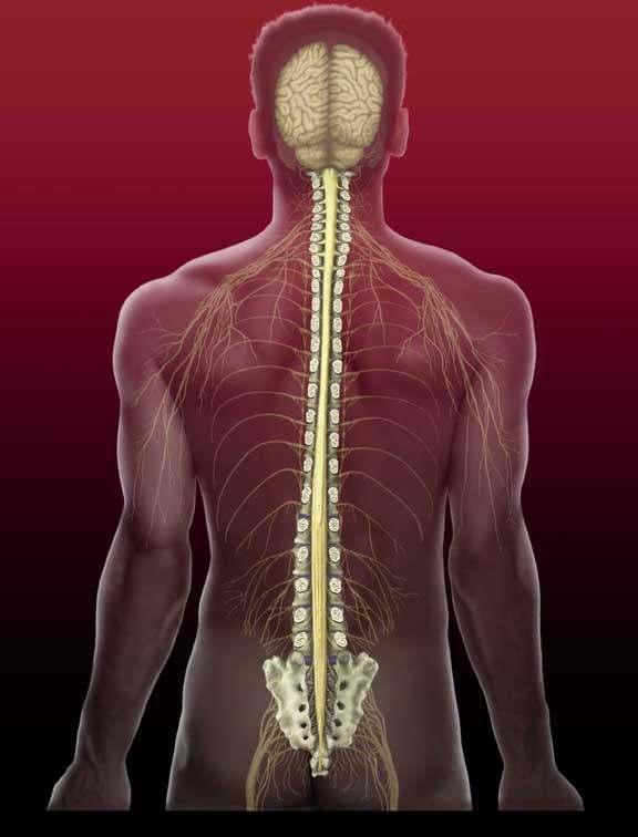 that make up the back bone are called vertebrae The