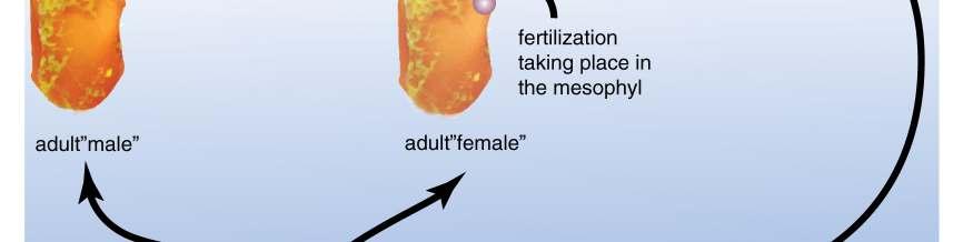 reproduction an egg cell becomes