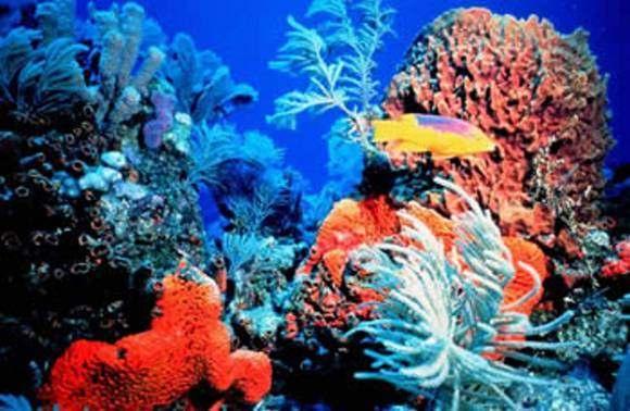 Coral reefs are created over