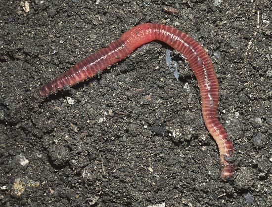 An earthworm is a segmented worm There is a large band of tissue near the anterior