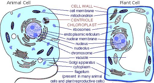3.) Animals are multicellular 4.) Cells have a cell membrane, but no cell wall 5.