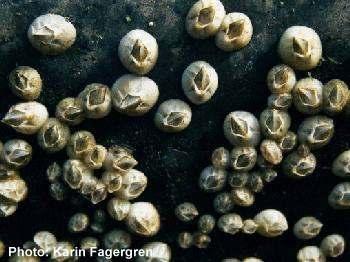 there Barnacles attach themselves to piers and boats