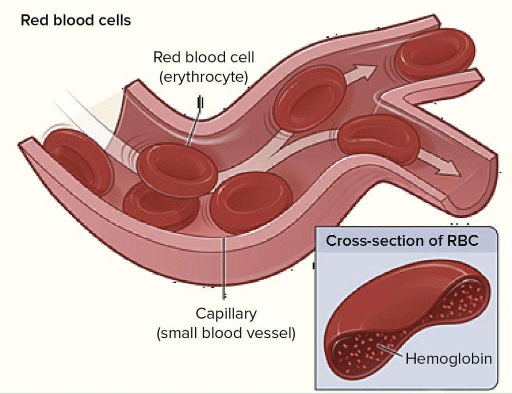 RED BLOOD CELLS (RBC) Erythrocytes