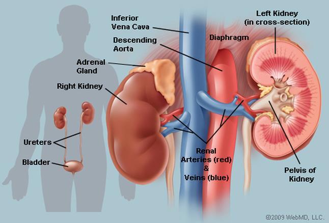 RENAL SYSTEM Kidney Locations Retroperitoneal space Surrounds