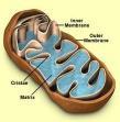 2. mitochondria produce energy