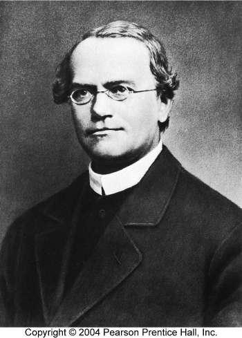 Gregor Mendel (~1850) the father of genetics Worked out the transmission of traits from