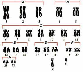 Karyotype photo of chromosomes arranged according to?