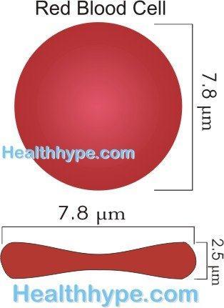 Red Blood Cell Sickle-Shape A defect in the gene coding for hemoglobin (HbS) changes its molecular structure.