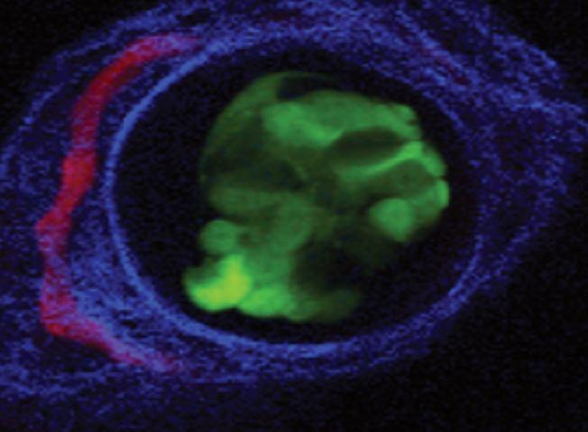 a b PV PV 4 5 1 2 8 9 3 6 7 Cell 1 Cell 2 Cell 3 Cell 4 20 µm Cell 5 Cell 6 Cell 7 Cell 8 Cell 9 10 s 5% Figure S9. Intravascular Taste Sensation. (A) Image of a taste bud.