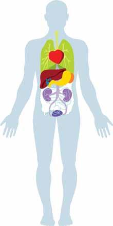 Alkaline water provides gentle daily cleansing of the body s systems in several ways: Kidneys - Causes ion-trapping process that draws out acidic toxins Liver Increase levels of two antioxidants in