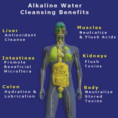 After the workout, alkaline water helps flush lactic acid from the system faster. [4] Intestines - The intestines work best at ph level of 8.3, which is alkaline.