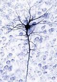 Dendrites transmit signals to the rest of the neuron.