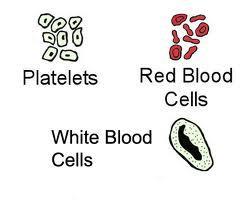 The Red Blood Cells are a specialized type of cell that helps to transport nutrients and wastes throughout your body.