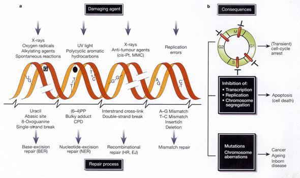 Mutations and Cancer These changes in DNA can be random but there are also certain