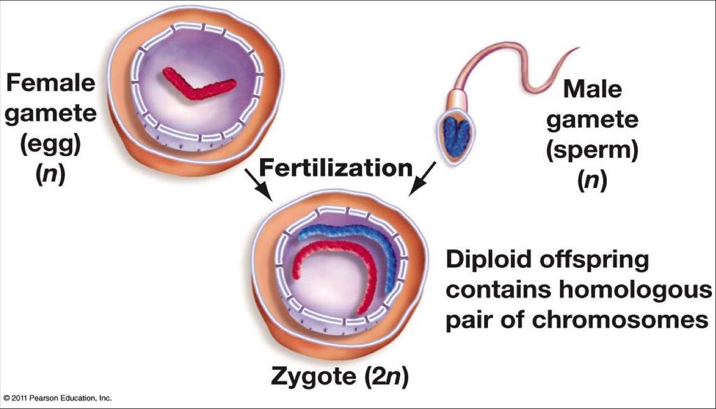 Zygote Formation When a sperm and an egg cell fuse together, they form a zygote.