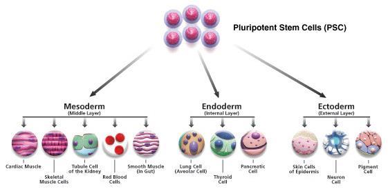 Stem Cells During embryonic development, cells become pluripotent stem cells.