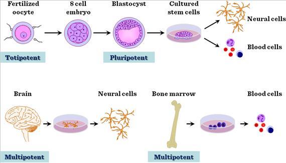 Stem Cells As these pluripotent cells become more specialized, they become multipotent