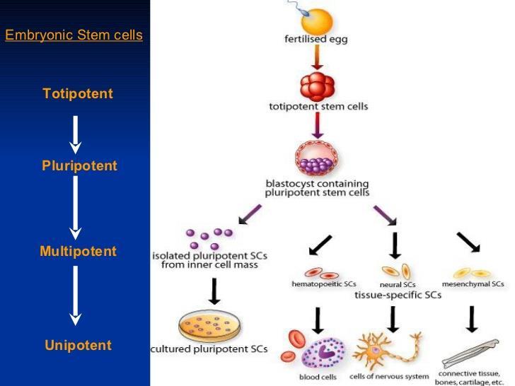 Uses for Stem Cells Early embryonic stem cells are considered to be