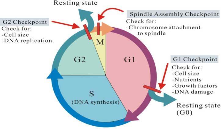 Cell Cycle Checkpoints To prevent these errors from being passed on, cell cycle