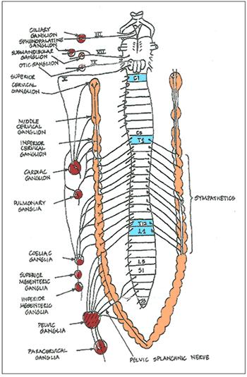PARTS OF THE SYMPATHETIC TRUNK Abdominal T6- T12 Lies on the anterolateral surface of the lumbar vertebrae Right trunk lies behind the inferior vena cava Crosses sacral promontory to become