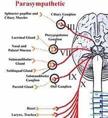 PARASYMPATHETIC Pre-ganglionic fibres from - cranial nerves III,VII,IX & X - Sacral segment S2-S4 Parasympathetic ganglia - Ciliary -