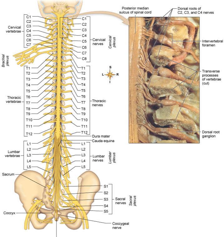 Peripheral Nervous System Dr.