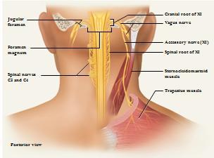 XI Accessory Nerve swallowing, head, neck and shoulder movement damage causes impaired