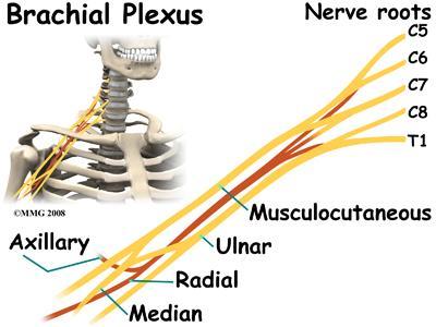 plexus C1-C5 o Located deep within the neck to the muscles and skin of the neck, upper shoulders, and part of the head o Phrenic nerve exits the