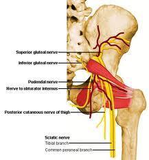in the pelvic cavity in the anterior surface of the piriformis muscle o Formed by intermingling of fibers from L4 through S4 o Tibial, common
