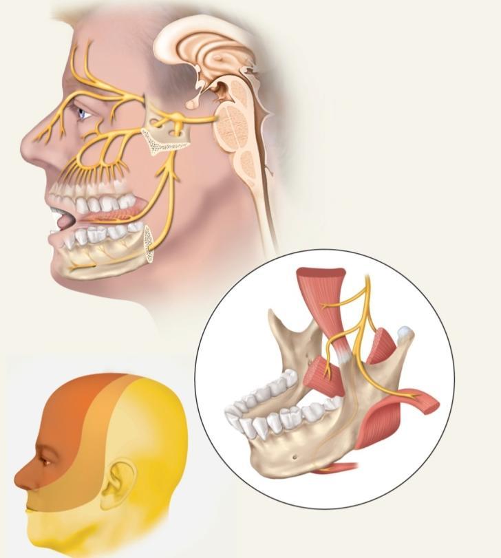 largest of the cranial nerves most important sensory nerve of the face forks into three divisions: