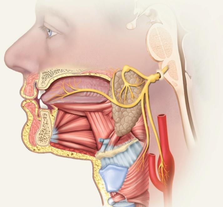 Nerve swallowing, salivation, gagging, control of BP and respiration sensations from posterior 1/3 of tongue