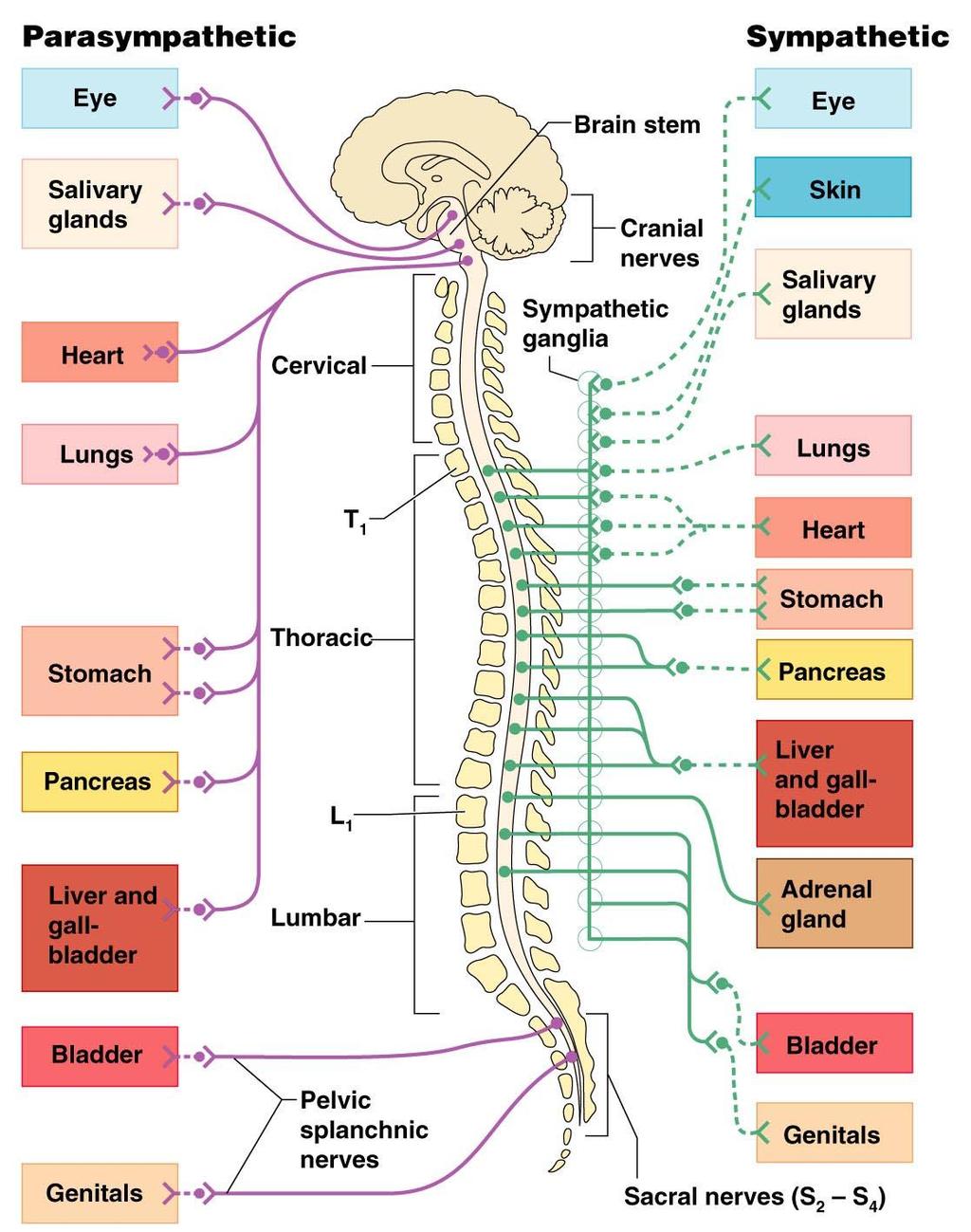 PNS: Anatomy of the