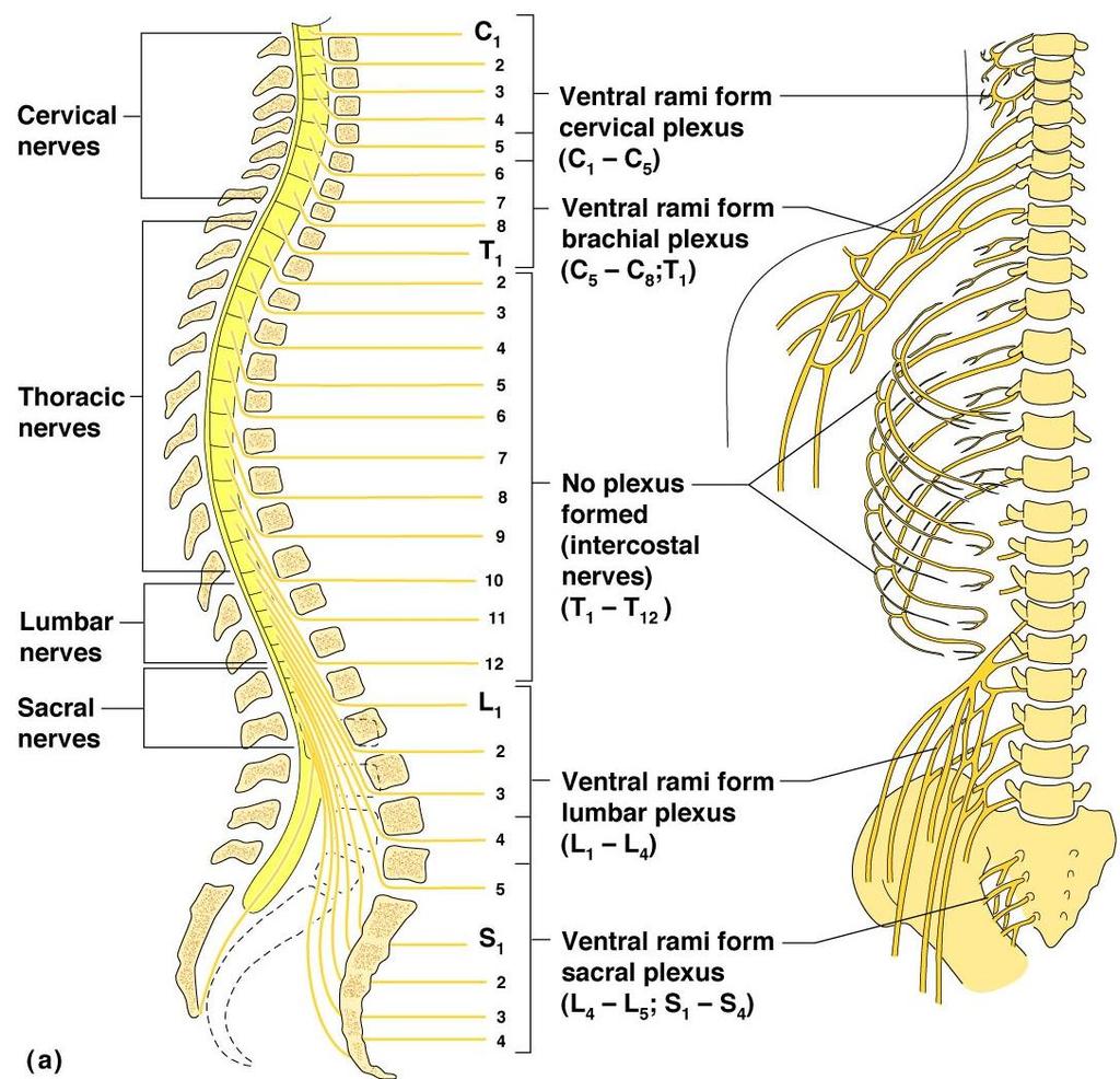 PNS: Spinal