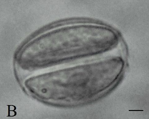 Production, morphology and free amino acids of pollen in the genus Nymphaea L.