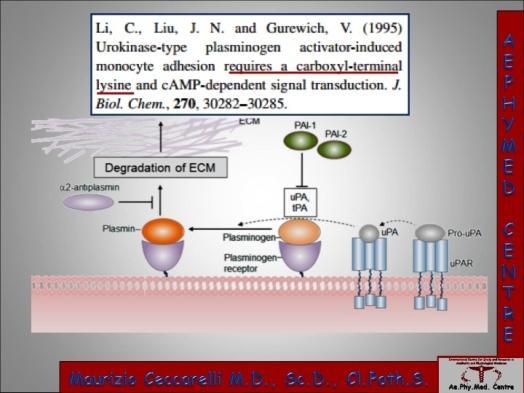 Tranexamic acid blocking the site of plasminogen lysine,