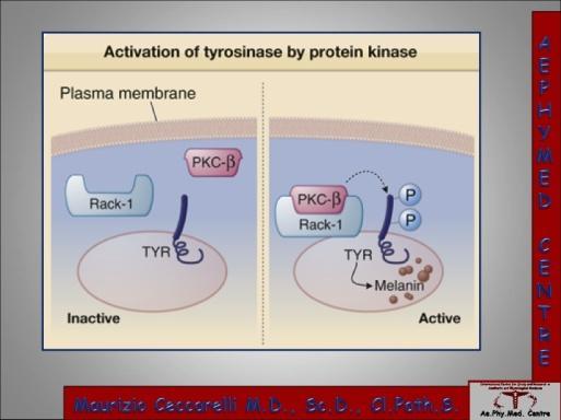Once released, the tyrosinase protein must acquire a spatial