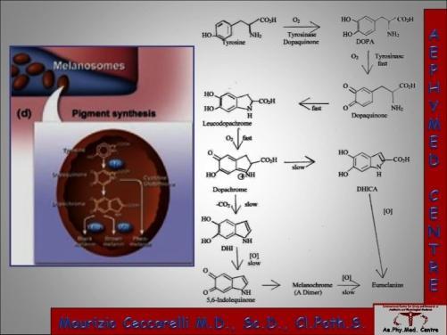 Once activated, tyrosine converts the amino acid tyrosine into