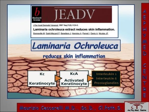 Contains Laminaria Ocroleuca that blocks inflammatory cytokines released from