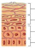 Skin structure and histology Epidermic cells: Keratinocytes Langhergans cells Melanocytes Melanosomes: factory of