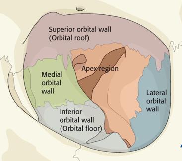 The orbit is a 4-walled cone (roof, floor, medial and lateral walls) opened to the front for the purpose of light entry.
