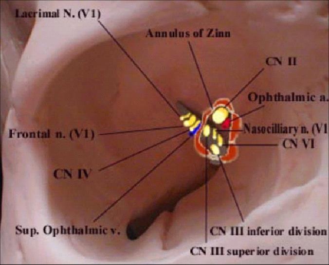 1. The optic canal which transmits the optic nerve out and the ophthalmic artery in. 2.