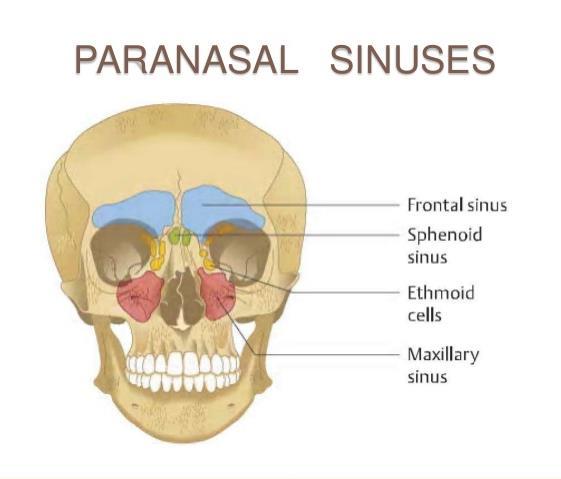 Fig 4: the relation of the paranasal sinuses to the orbit.