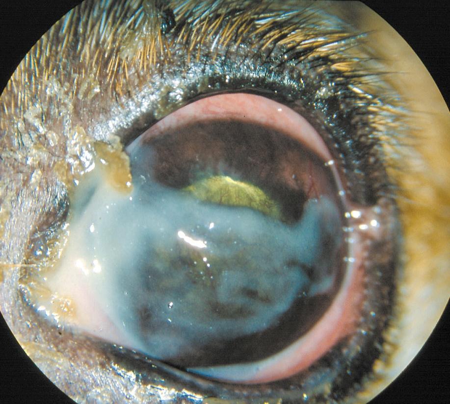 exsudate on the periocula dry, dry, opaque cornea corneal corneal vascularisation,