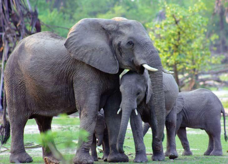 Welcome to the Animal Action Education Programme from IFAW featured animals: Elephants Suitable for